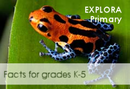 Explora Primary Image with orange dart frog on leaf